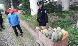 成武吃瓜最新事件爆料是真的吗,最新爆料真相揭秘